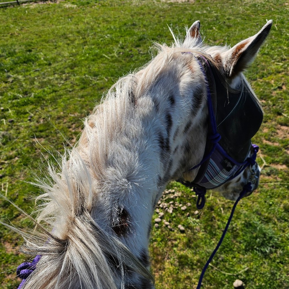 Meet your Posher, Posh